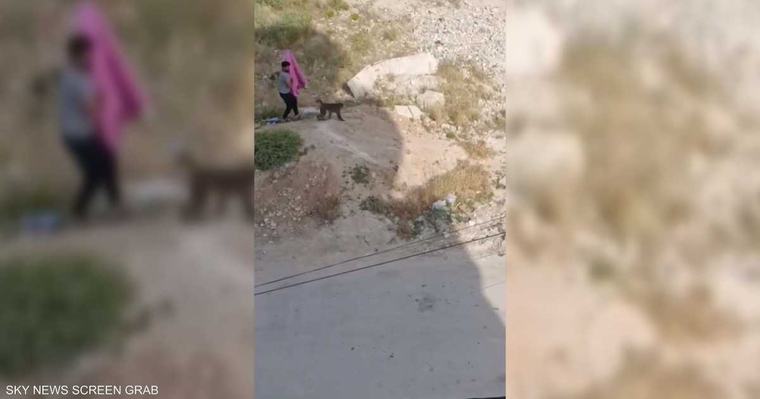 قرود هاربة تهاجم سكان سلقين في سوريا وتصيب 3 أشخاص